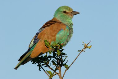 Migratory European roller (Coracias garrulus), Kruger National Park, South Africa clipart