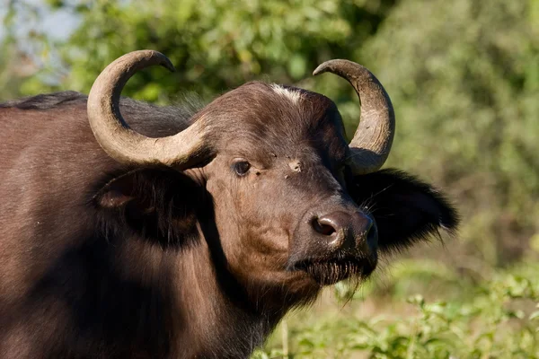 Portret Afryki Buffalo Syncerus Caffer Park Narodowy Chobe Botswana Afryka — Zdjęcie stockowe