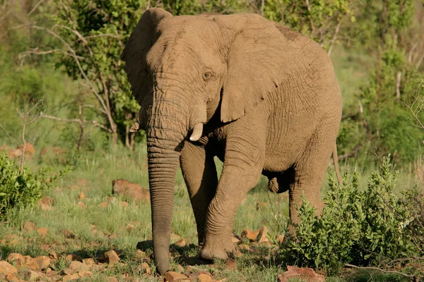 Grande Elefante Touro Africano Loxodonta Africana Parque Nacional Pilanesberg África — Fotografia de Stock