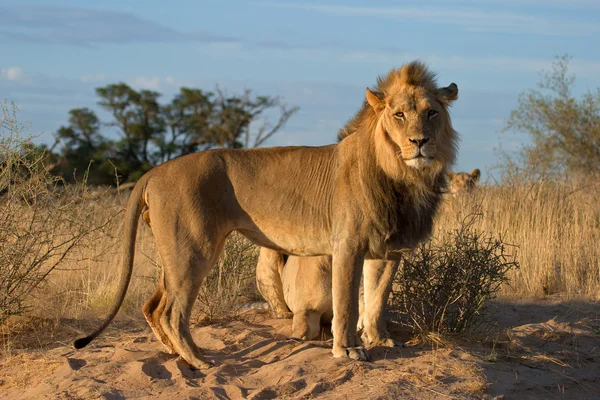 stock image African lions