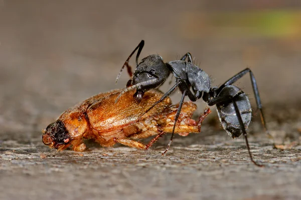 Ant and beetle — Stock Photo, Image