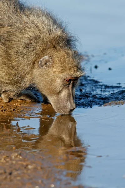 Baboon drinking — Stock Photo, Image