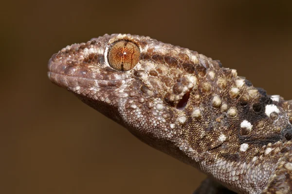 Портрет Bibron Gecko Pachydactylus Bibronii Південно Африканська Республіка — стокове фото