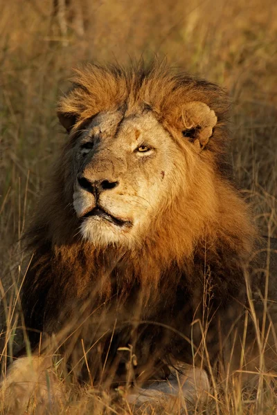 Μεγάλο αρσενικό, αφρικανικό λιοντάρι — Φωτογραφία Αρχείου