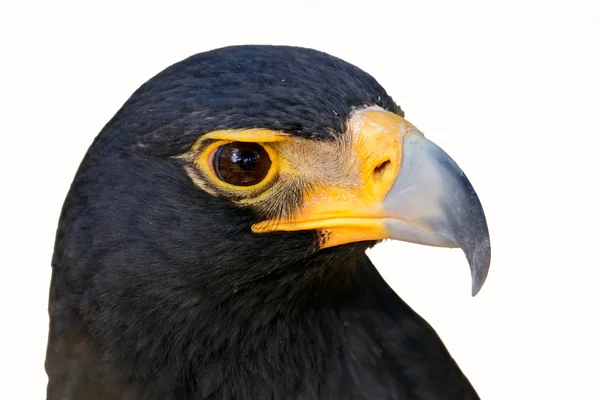 Чорний орел, ізольовані — стокове фото
