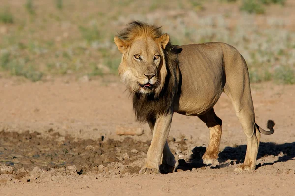 Svart-måned afrikanska lejon — Stockfoto