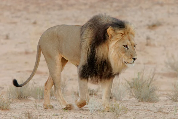 Black-maned lion — Stock Photo, Image