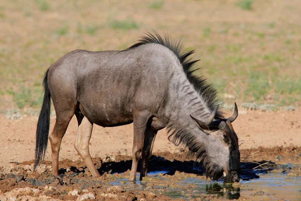 Blue Wildebeest Connochaetes Taurinus Água Potável Deserto Kalahari África Sul — Fotografia de Stock