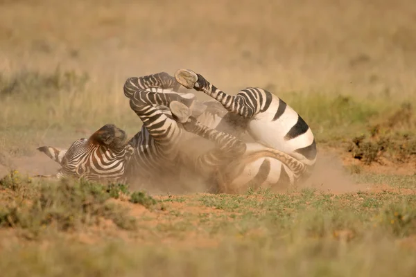 Опасный Мыс Зебра Equus Zebra Национальный Парк Маунтин Зебра Южная — стоковое фото