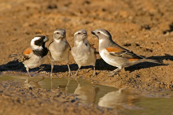 stock image Cape sparrows (Passer melanurus) at the water, Kalahari, South Africa