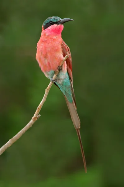 Carmine bee-eater — Stok fotoğraf