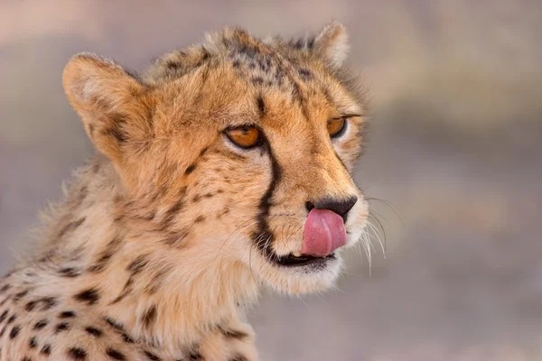 Portre Bir Çita Acinonyx Jubatus Kalahari Güney Afrika — Stok fotoğraf