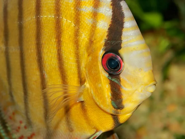 Primo Piano Vista Subacquea Pesce Discus Colorato — Foto Stock