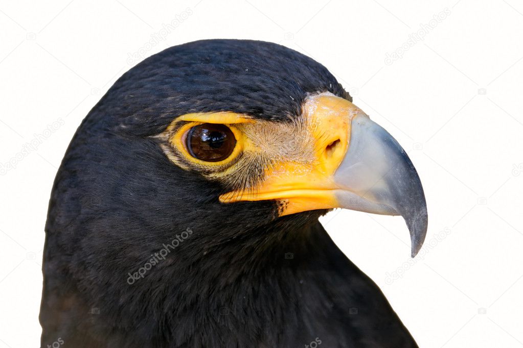 Black eagle isolated