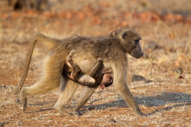 Chacma baboon with baby clipart