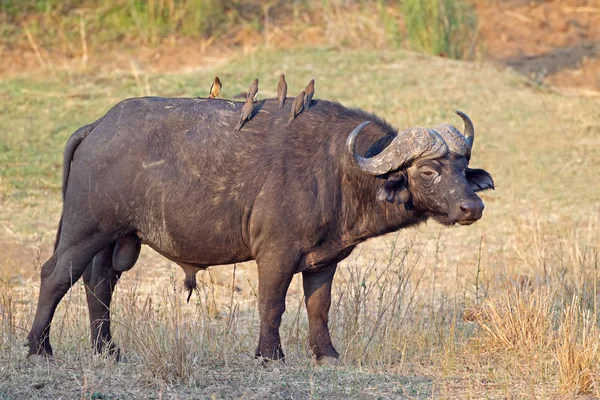 African buffalo bull — Stock Photo, Image
