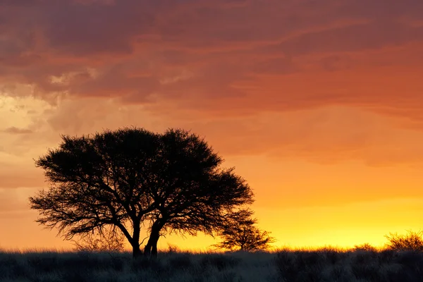 Αφρικανικό ηλιοβασίλεμα με silhouetted δέντρο — Φωτογραφία Αρχείου