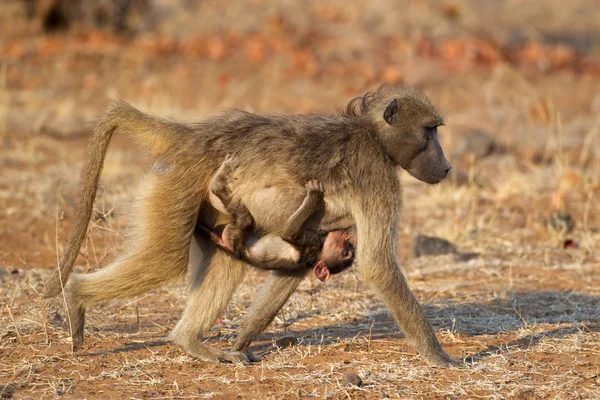 Chacma babuíno com bebê — Fotografia de Stock