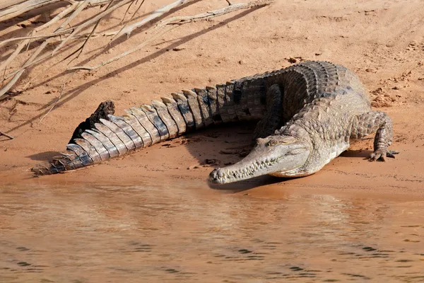 Sladkovodní krokodýl — Stock fotografie
