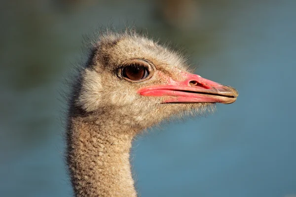 Portret Van Een Struisvogel Struthio Camelus Zuid Afrika — Stockfoto