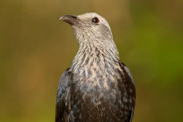 Red-winged starling — Stock Photo, Image