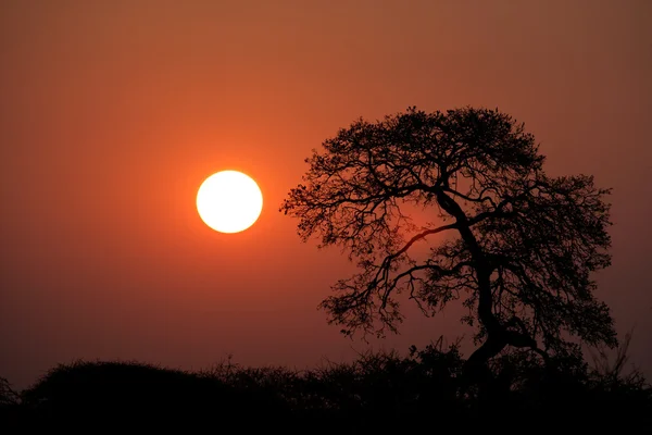 Pôr-do-sol savana — Fotografia de Stock