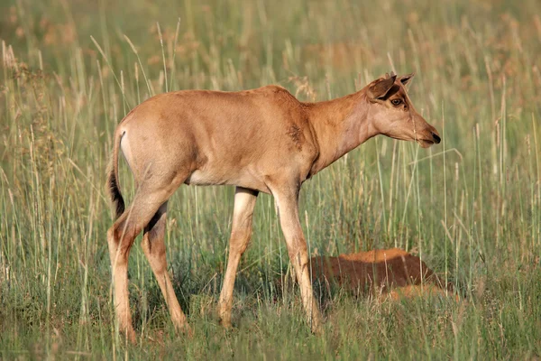 Tsessebe antilopa tele — Stock fotografie