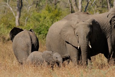 küçük sürüsü Afrika filleri (loxodonta africana), kruger national park, Güney Afrika