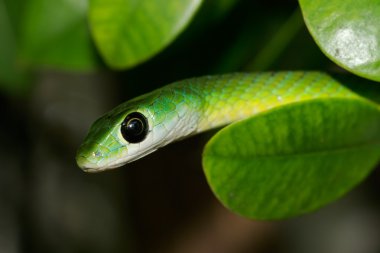 Close-up portrait of an eastern green snake (Philothamnus natalensis), South Africa clipart