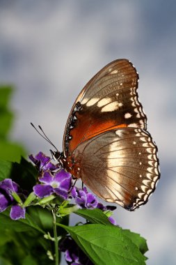 Feeding butterfly clipart
