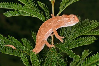 Flap-neck chameleon (Chamaeleo dilepsis) on the leaves of an African Acacia tree, South Africa clipart