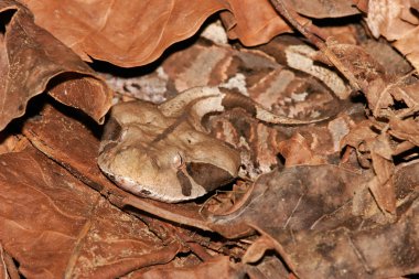 gaboon yılan (bitiş gabonica), mükemmel bir kamufle edilmiş ölü yapraklar arasında Güney Afrika