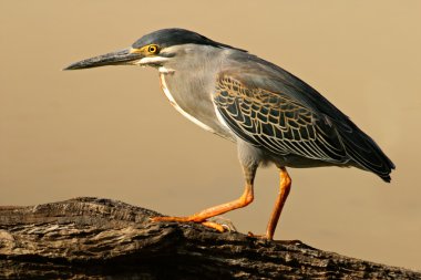 Perching green-backed heron (Butorides striatus), South Africa clipart