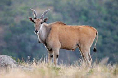 Eland antelope - largest antelope of southern Africa clipart