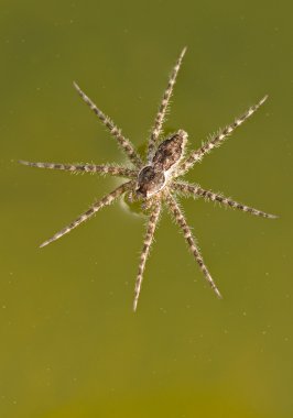 Fishing spider clipart