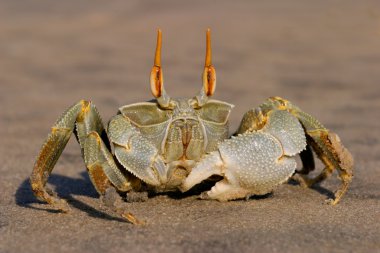 Ghost crab clipart