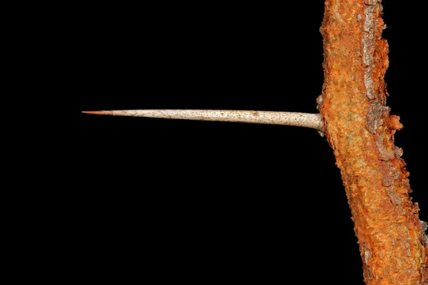 Lange Scherpe Thorn Rug Van Een Afrikaanse Acacia Boom Tegen — Stockfoto