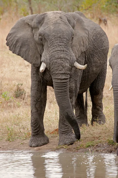 Afrika fili — Stok fotoğraf