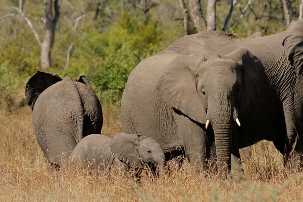 Pequeña Manada Elefantes Africanos Loxodonta Africana Parque Nacional Kruger Sudáfrica — Foto de Stock