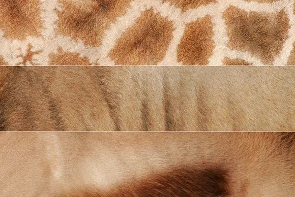 Animal skin textures — Stock Photo, Image
