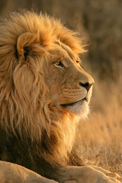 Πορτρέτο Του Ένα Μεγάλο Αρσενικό Αφρικανικό Λιοντάρι Panthera Leo Νότια — Φωτογραφία Αρχείου