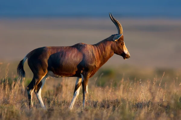 Blesbok antelope — Stock Photo, Image