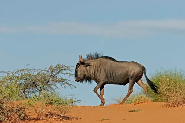Blue Wildebeest Connochaetes Taurinus Walking Sand Dune Kalahari Desert South — Stock Photo, Image