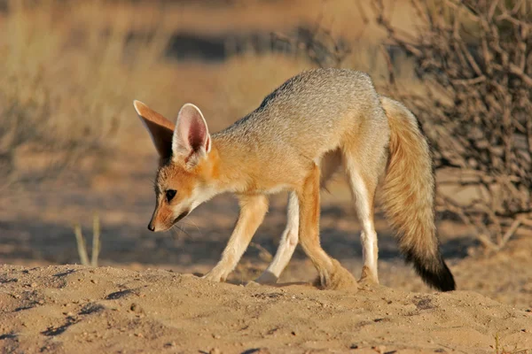 Ακρωτήριο αλεπού — Φωτογραφία Αρχείου