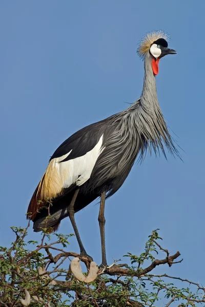 Crowned Crane Perched Tree Balearica Regulorum Hwange National Park Zimbabwe — Stock Photo, Image