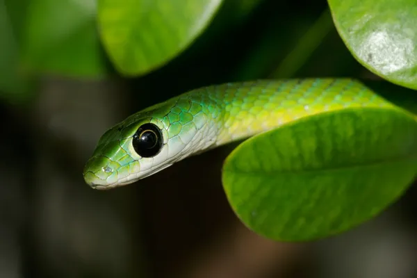 Close Retrato Uma Cobra Verde Oriental Philothamnus Natalensis África Sul — Fotografia de Stock