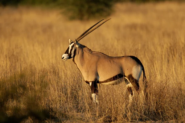 Αντιλόπης Gemsbok Oryx Gazella Έρημο Καλαχάρι Νότια Αφρική — Φωτογραφία Αρχείου