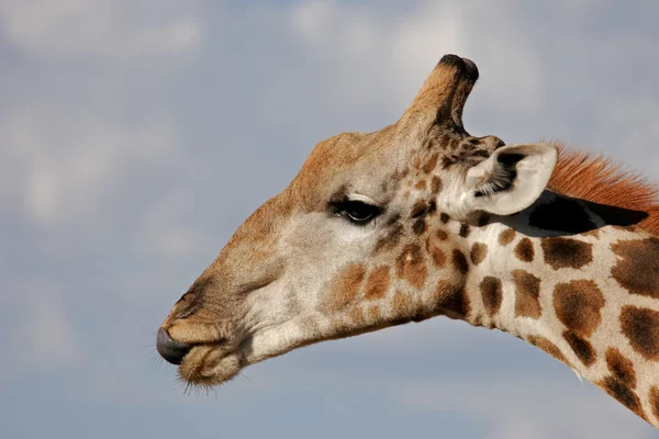 Ritratto della giraffa — Foto Stock
