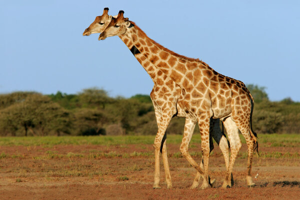 Two giraffes (Giraffa camelopardalis), Etosha National Park, Namibia, southern Africa