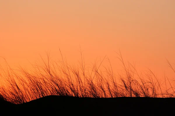 Silhouette Von Gräsern Auf Einer Sanddüne Vor Einem Roten Himmel — Stockfoto